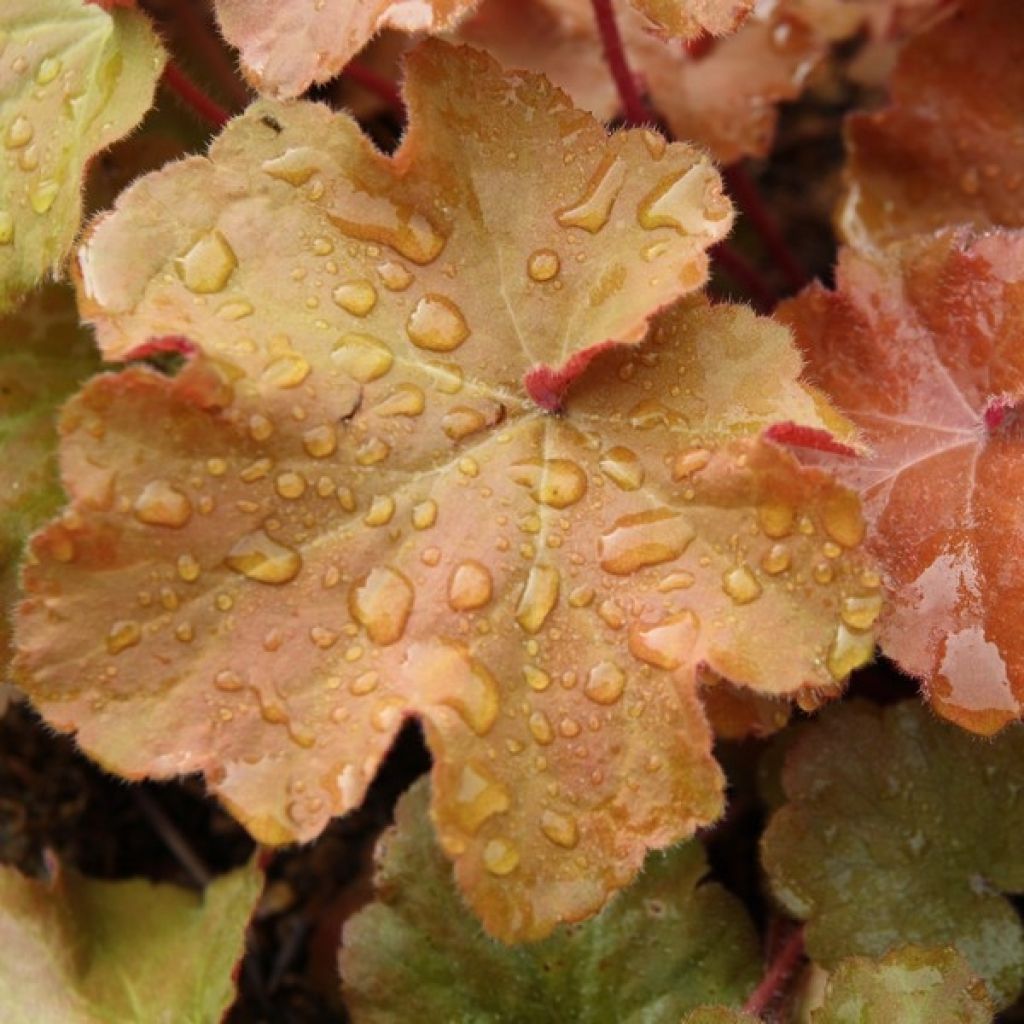 Heuchera Caramel