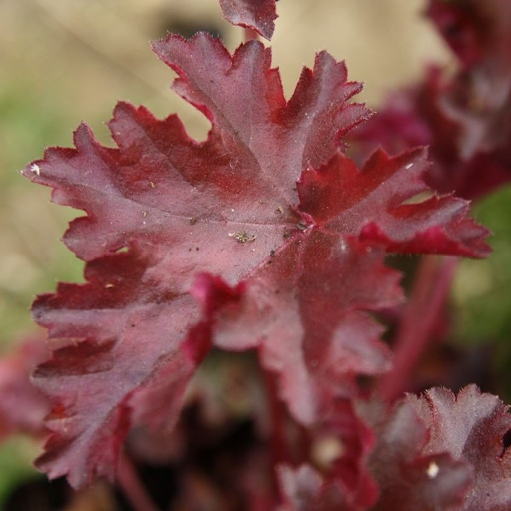 Heuchera Chocolate Ruffle