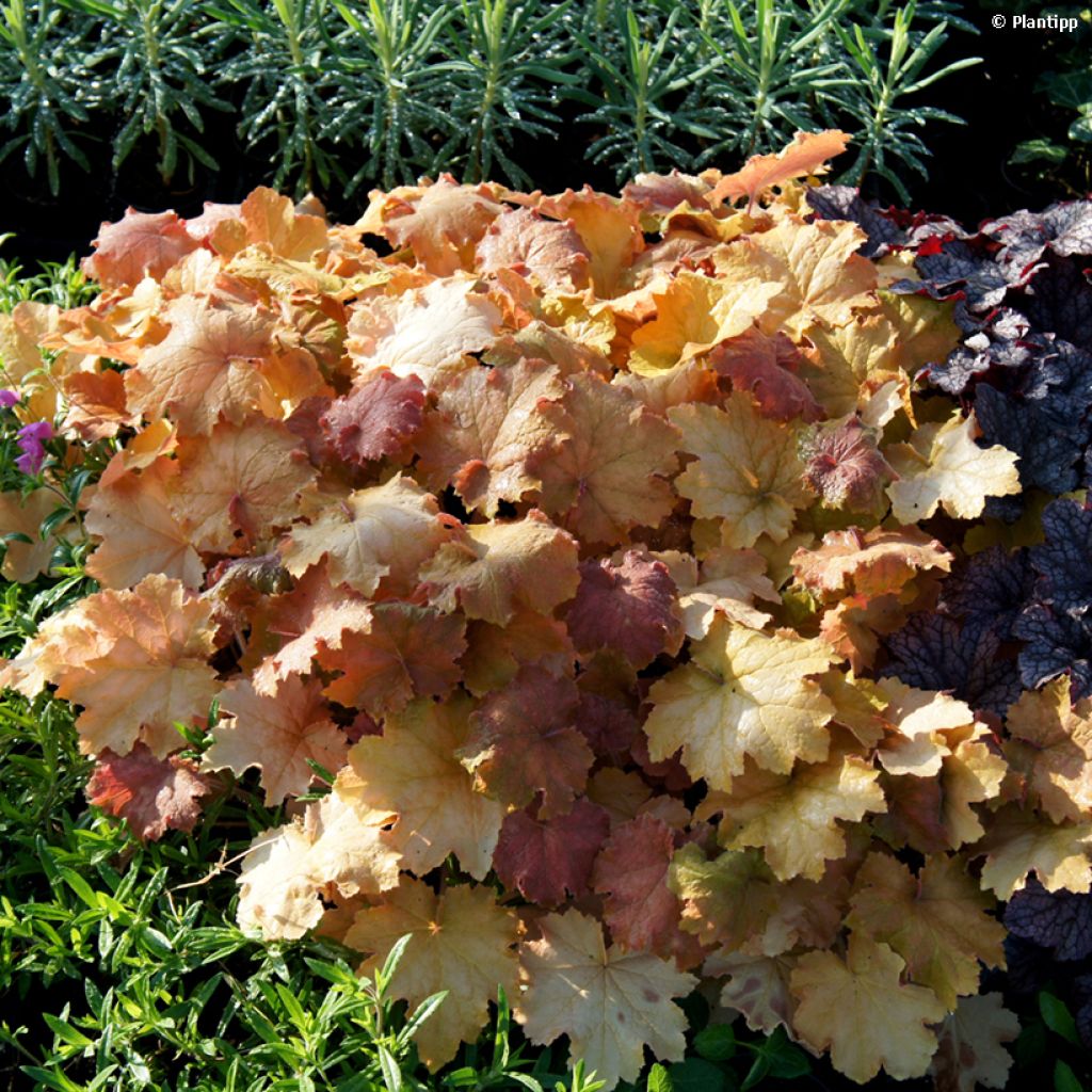 Heuchera Kassandra