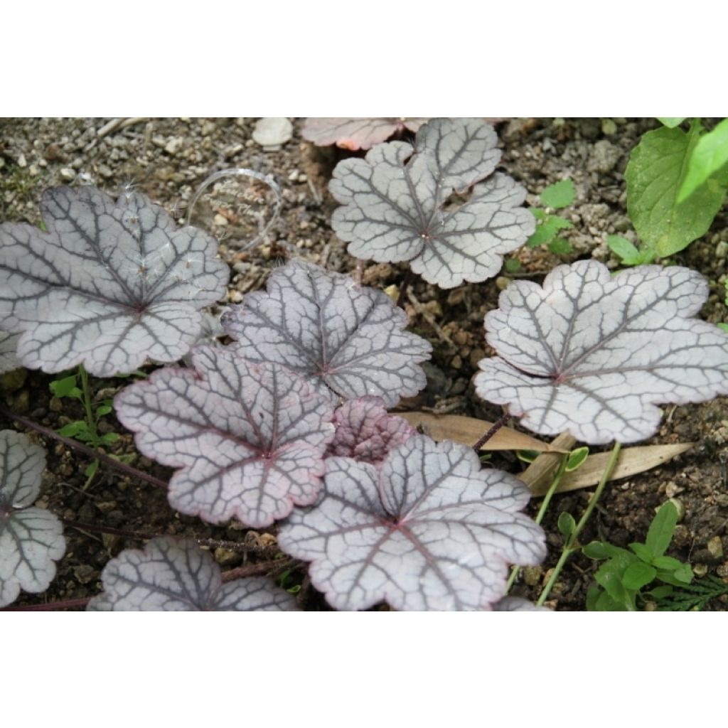 Heuchera Sugar Plum