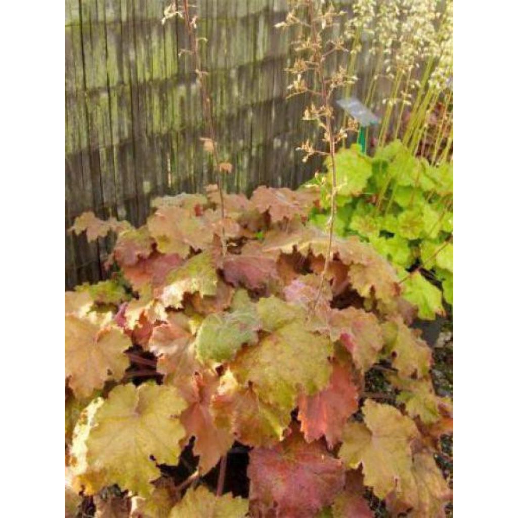 Heuchera Kassandra