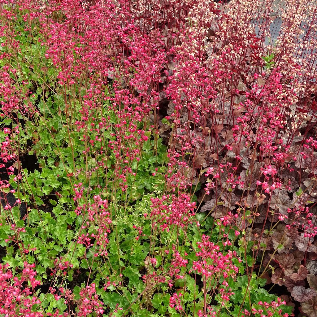 Heuchera Pluie de Feu