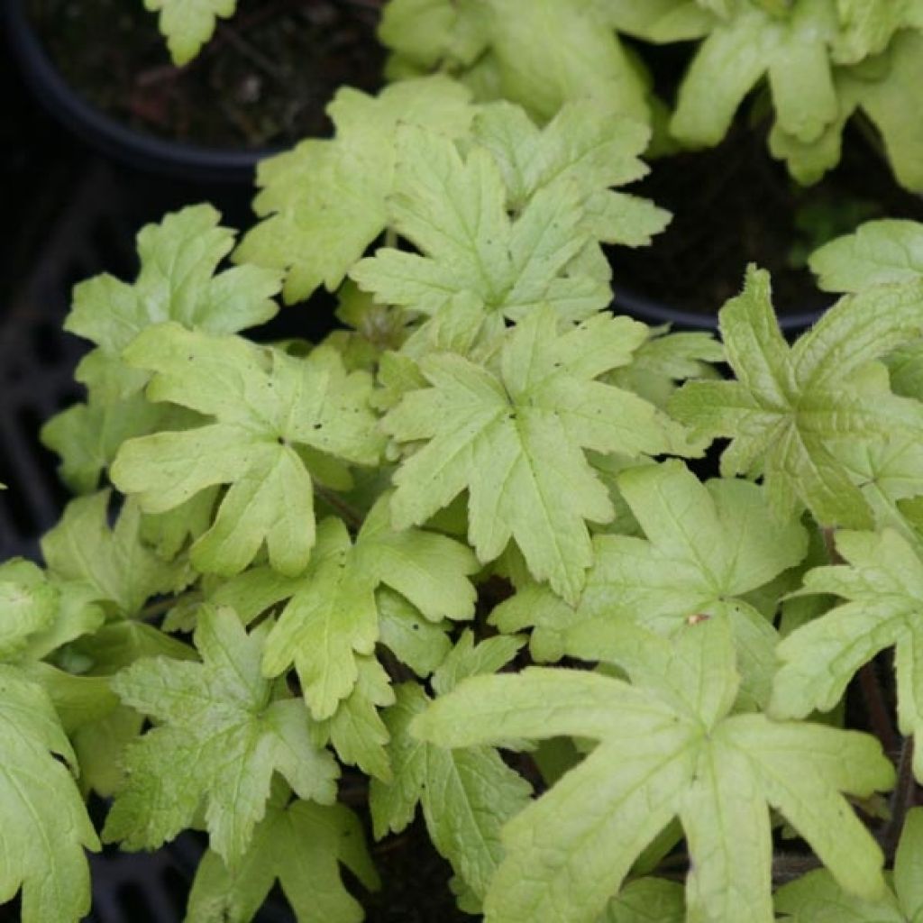 Heucherella Alabama sunrise