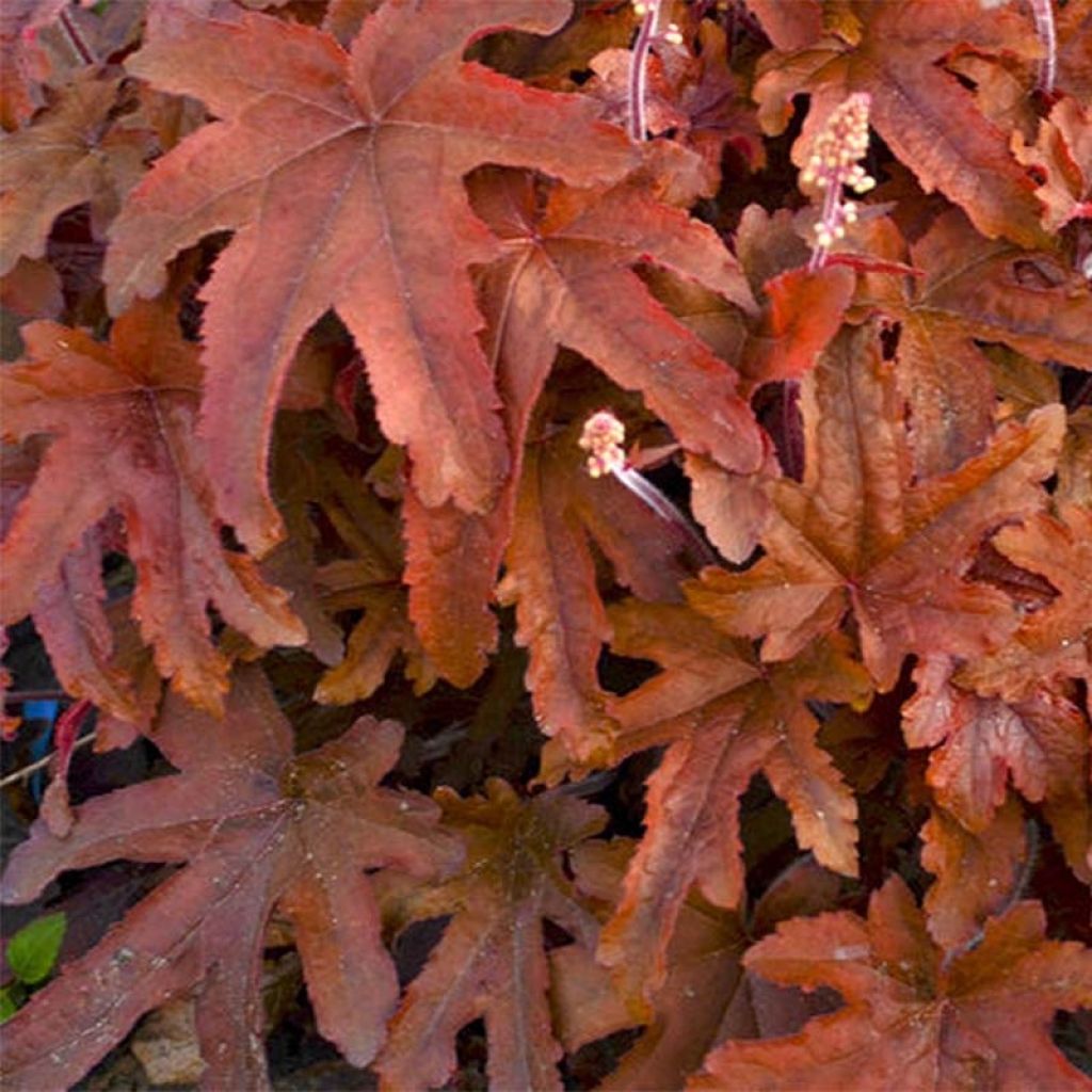 Heucherella Red Rover