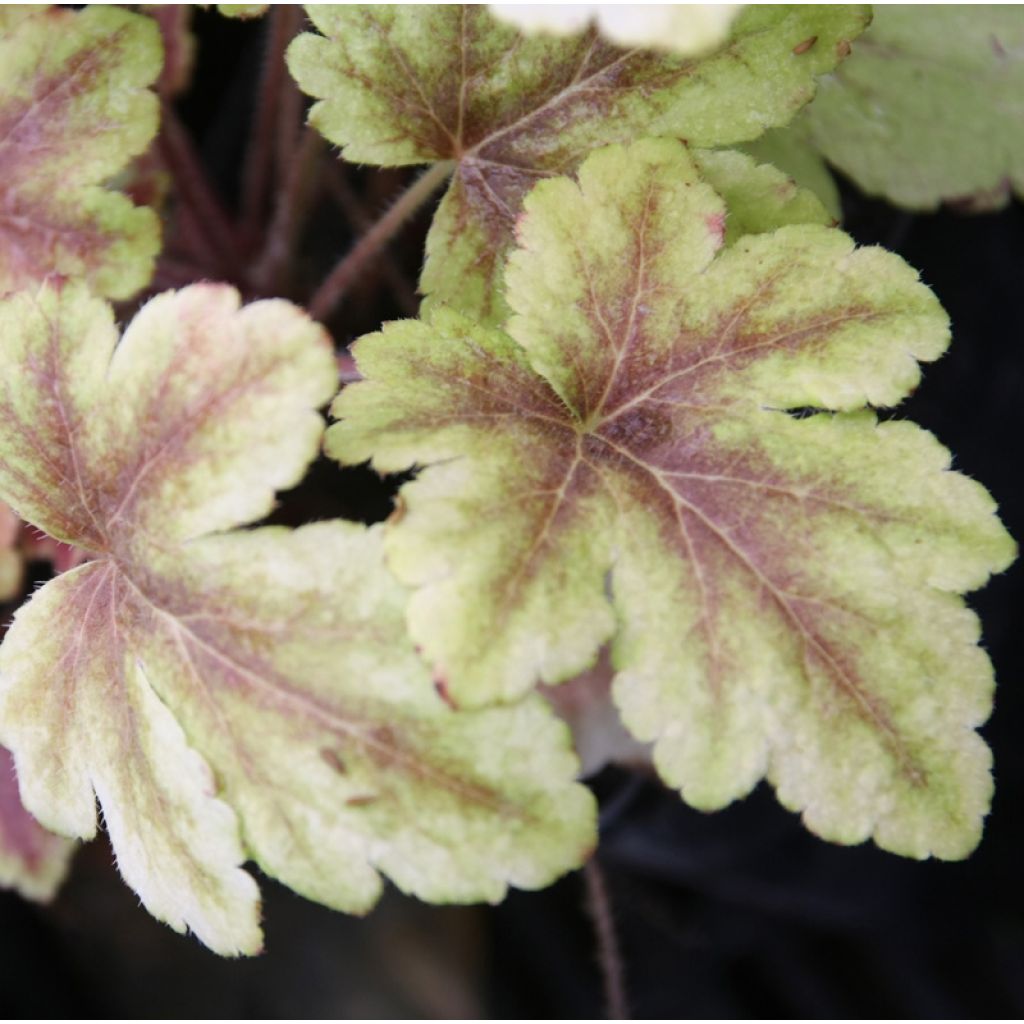 Heucherella Golden Zebra