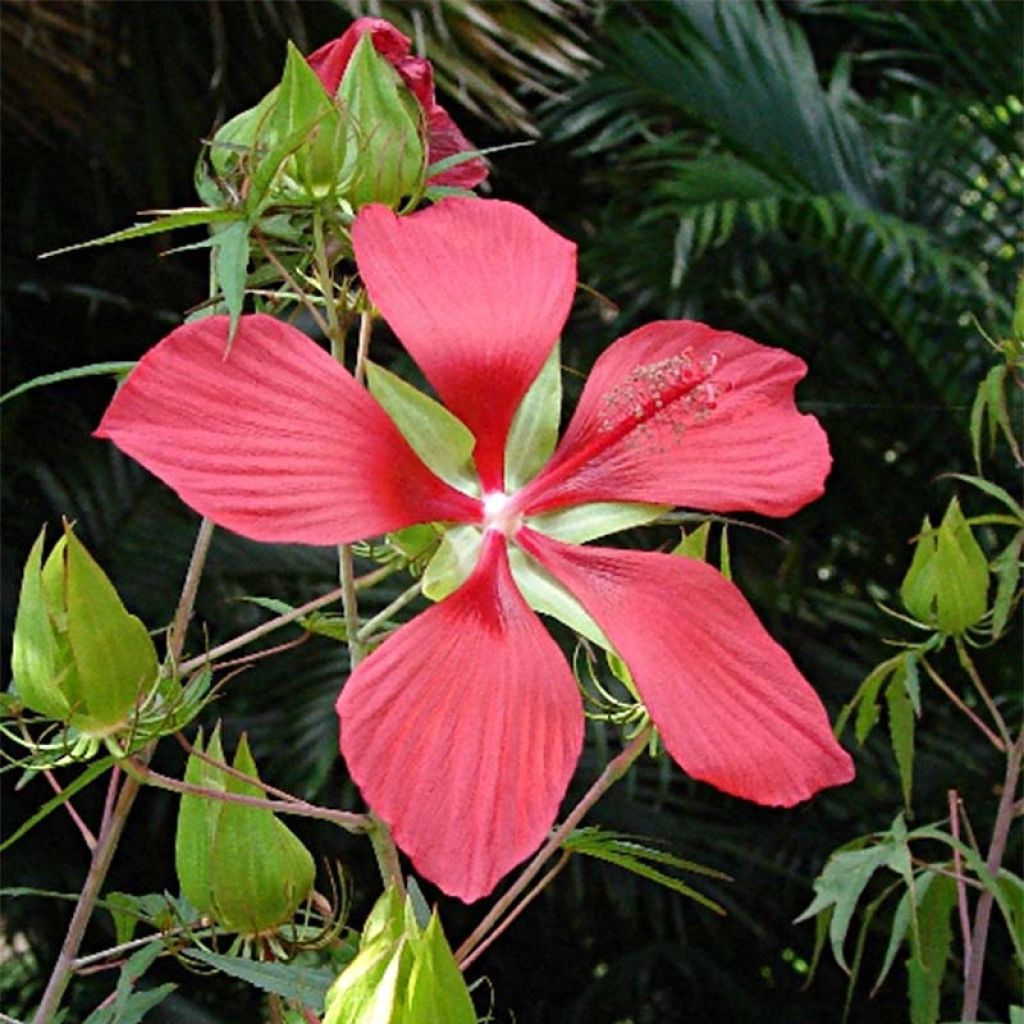 Hibiscus coccineus - Hibisco escarlata