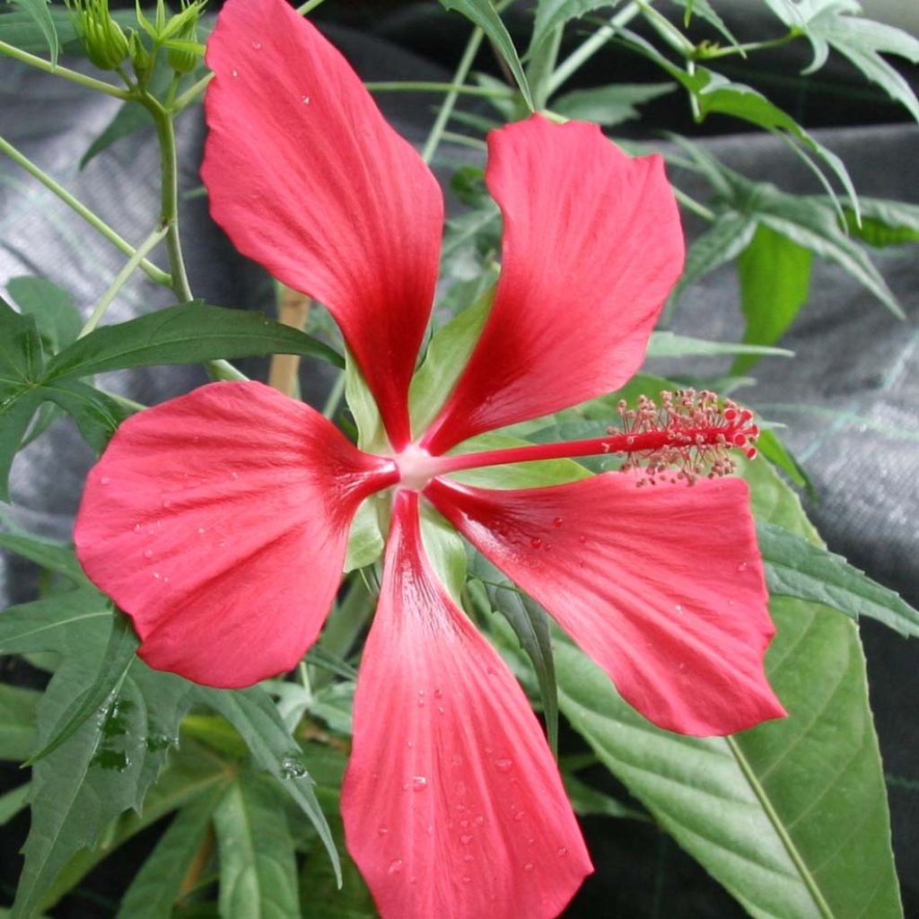 Hibiscus coccineus - Hibisco escarlata