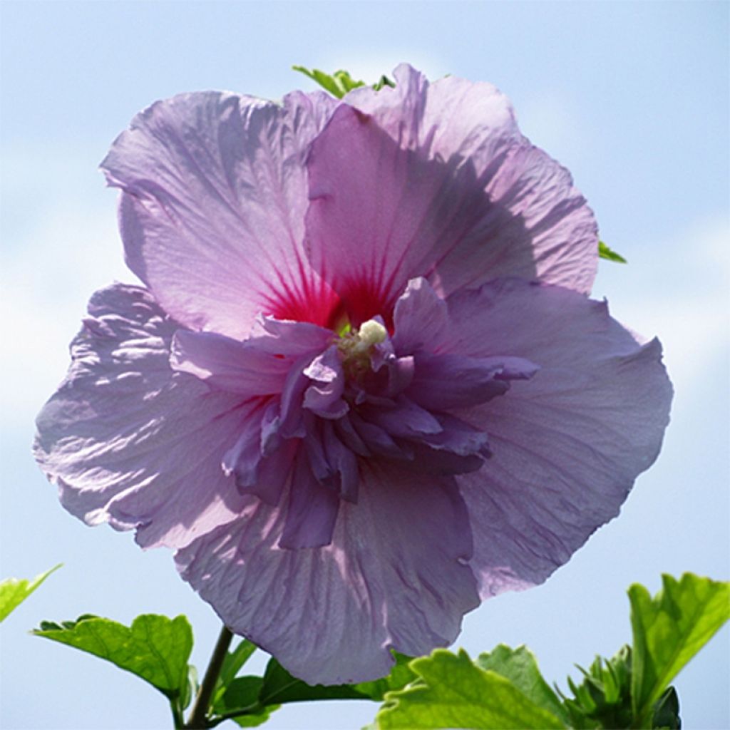 Altea Lavender Chiffon - Hibiscus syriacus