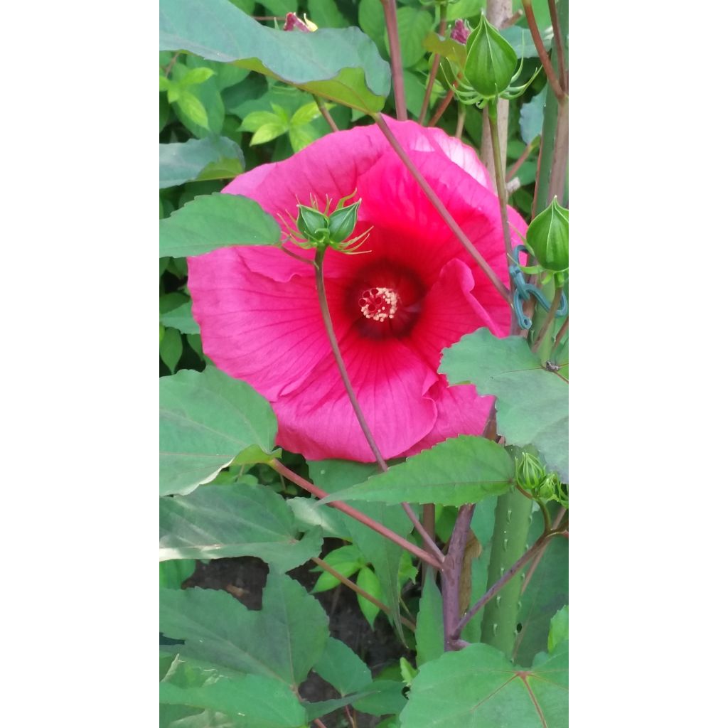 Moscheutos PLANET Griotte - Hibiscus Des Marais