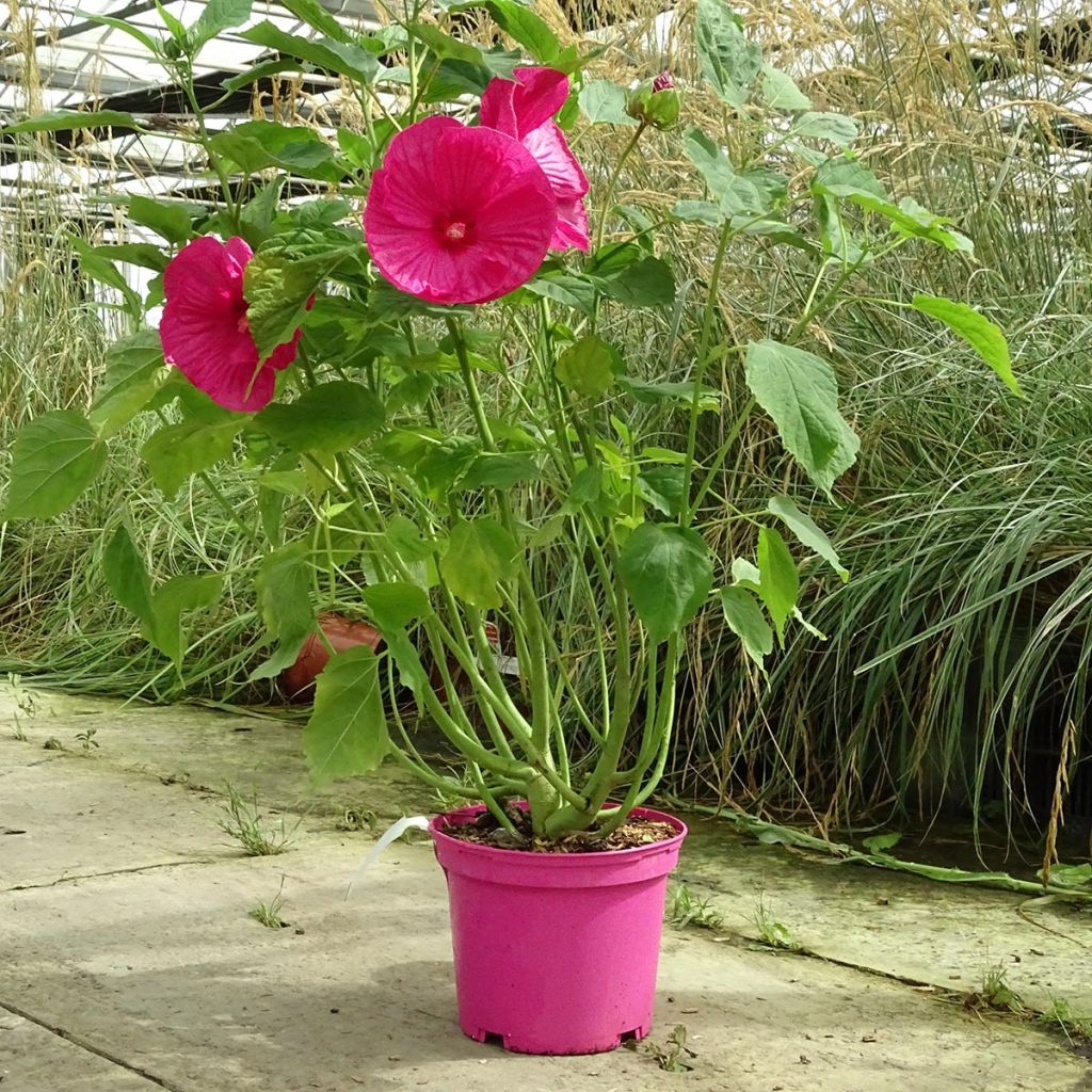 Hibiscus moscheutos Rosa - Hibisco moschetos