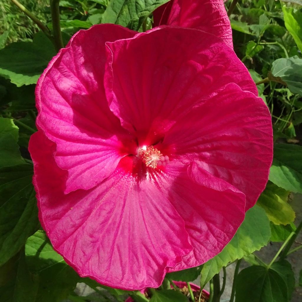 Hibiscus moscheutos Rosa - Hibisco moschetos