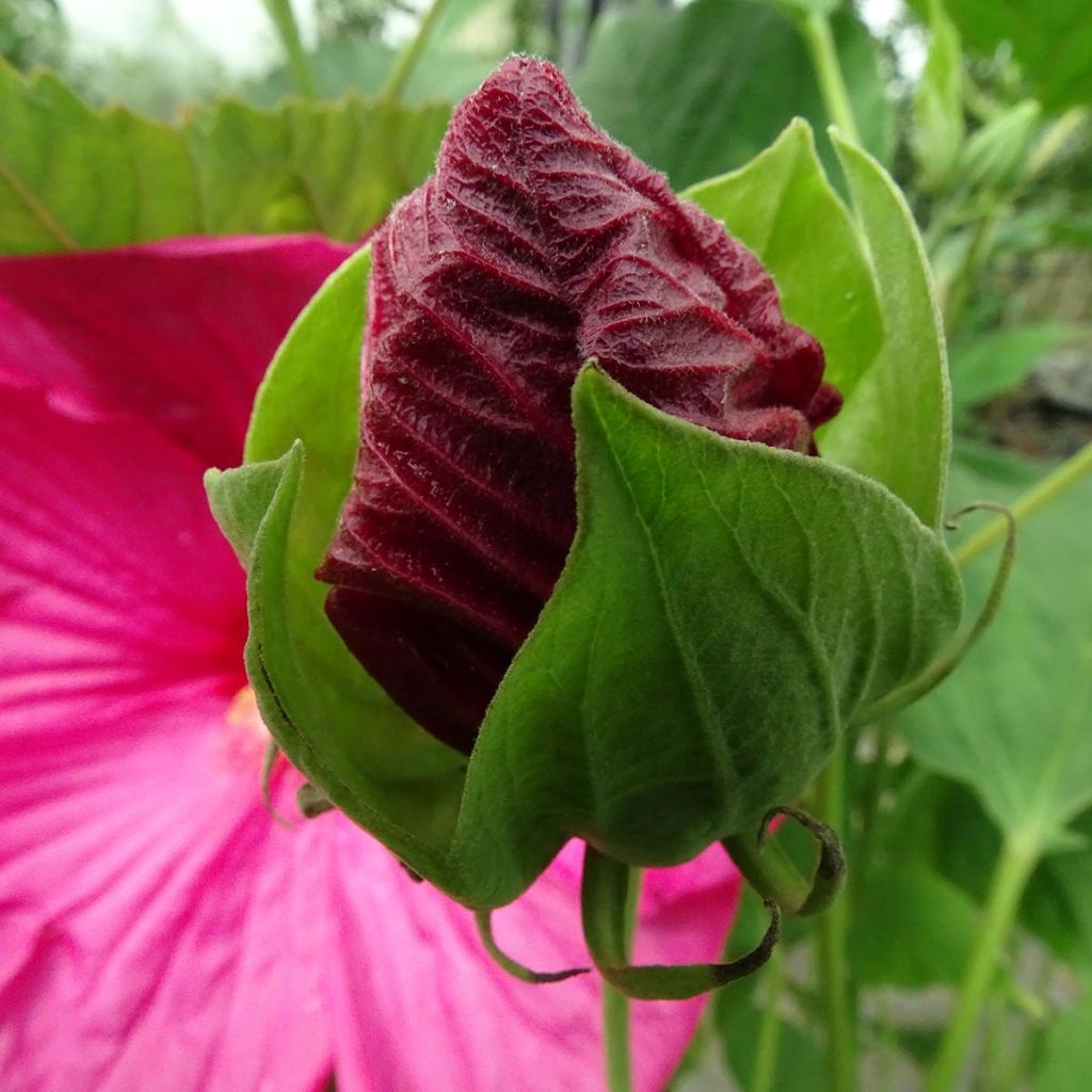 Hibiscus moscheutos Rosa - Hibisco moschetos