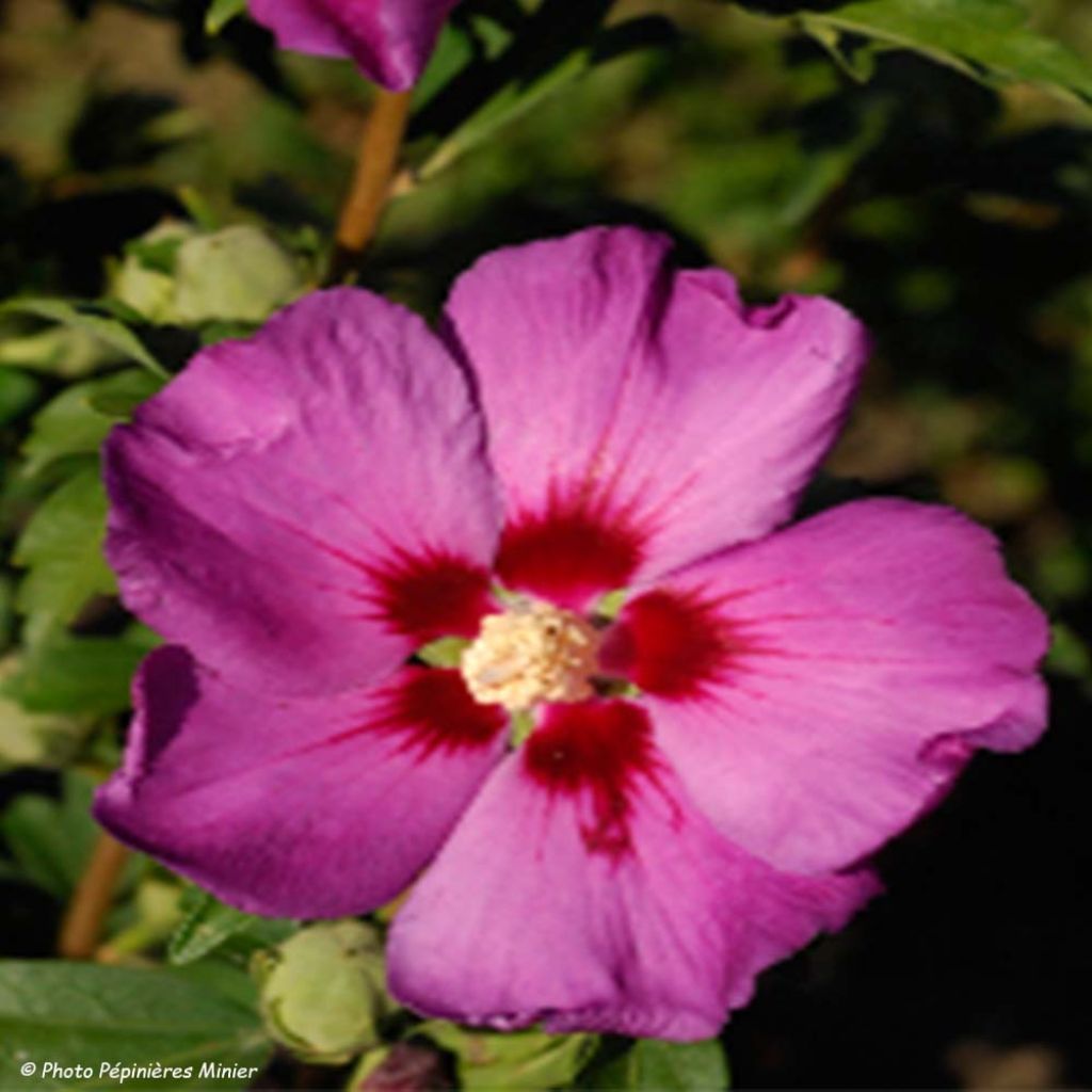 Hibiscus syriacus Russian Violet - Altea