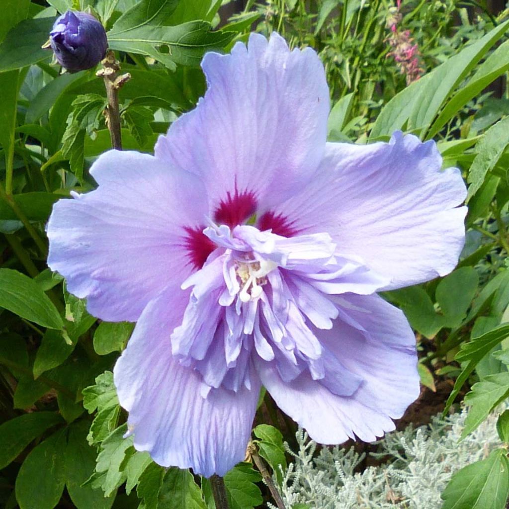 Altea Blue Chiffon - Hibiscus syriacus