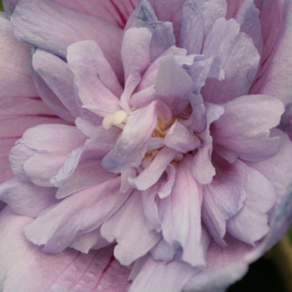 Altea Blue Chiffon - Hibiscus syriacus