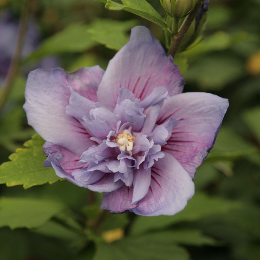 Altea Blue Chiffon - Hibiscus syriacus