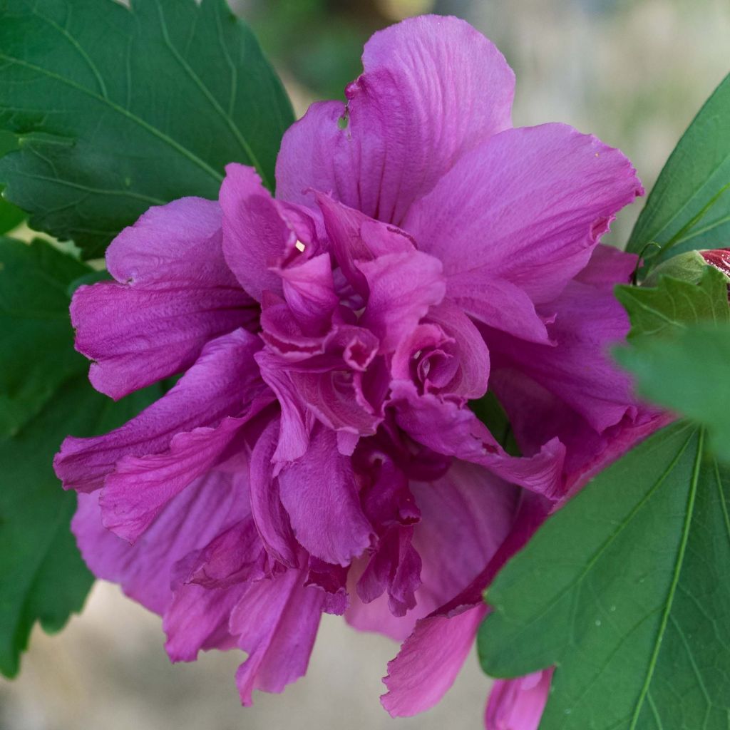 Hibiscus syriacus Freedom - Altea