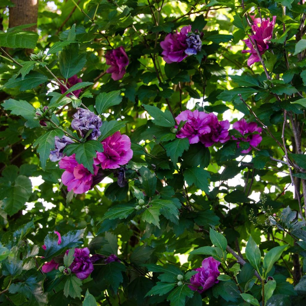 Hibiscus syriacus Freedom - Altea