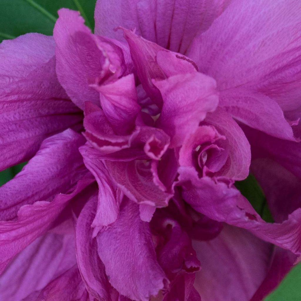 Hibiscus syriacus Freedom - Altea