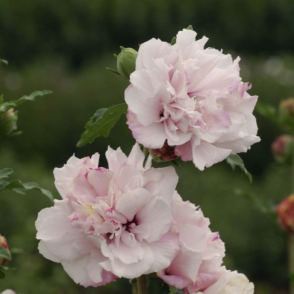 Hibiscus syriacus French Cabaret Pastel - Altea