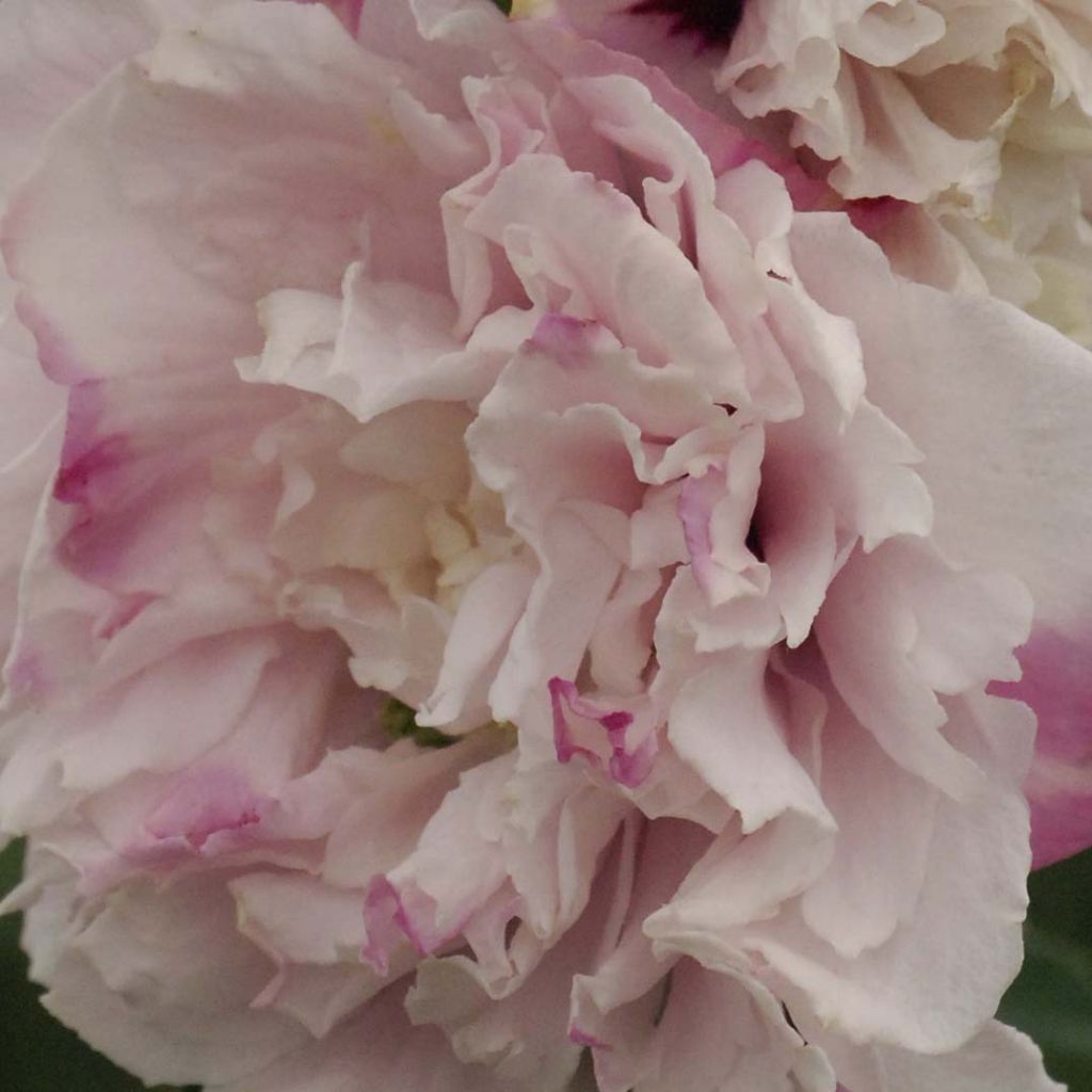 Hibiscus syriacus French Cabaret Pastel - Altea