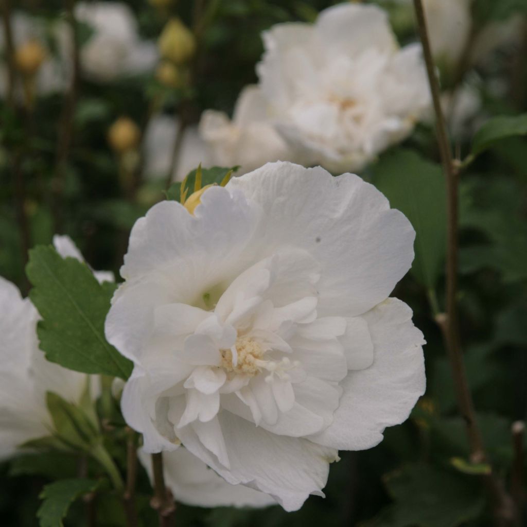 Altea White Chiffon - Hibiscus syriacus