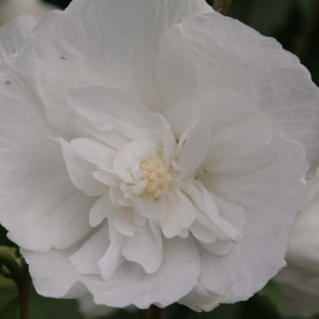 Altea White Chiffon - Hibiscus syriacus