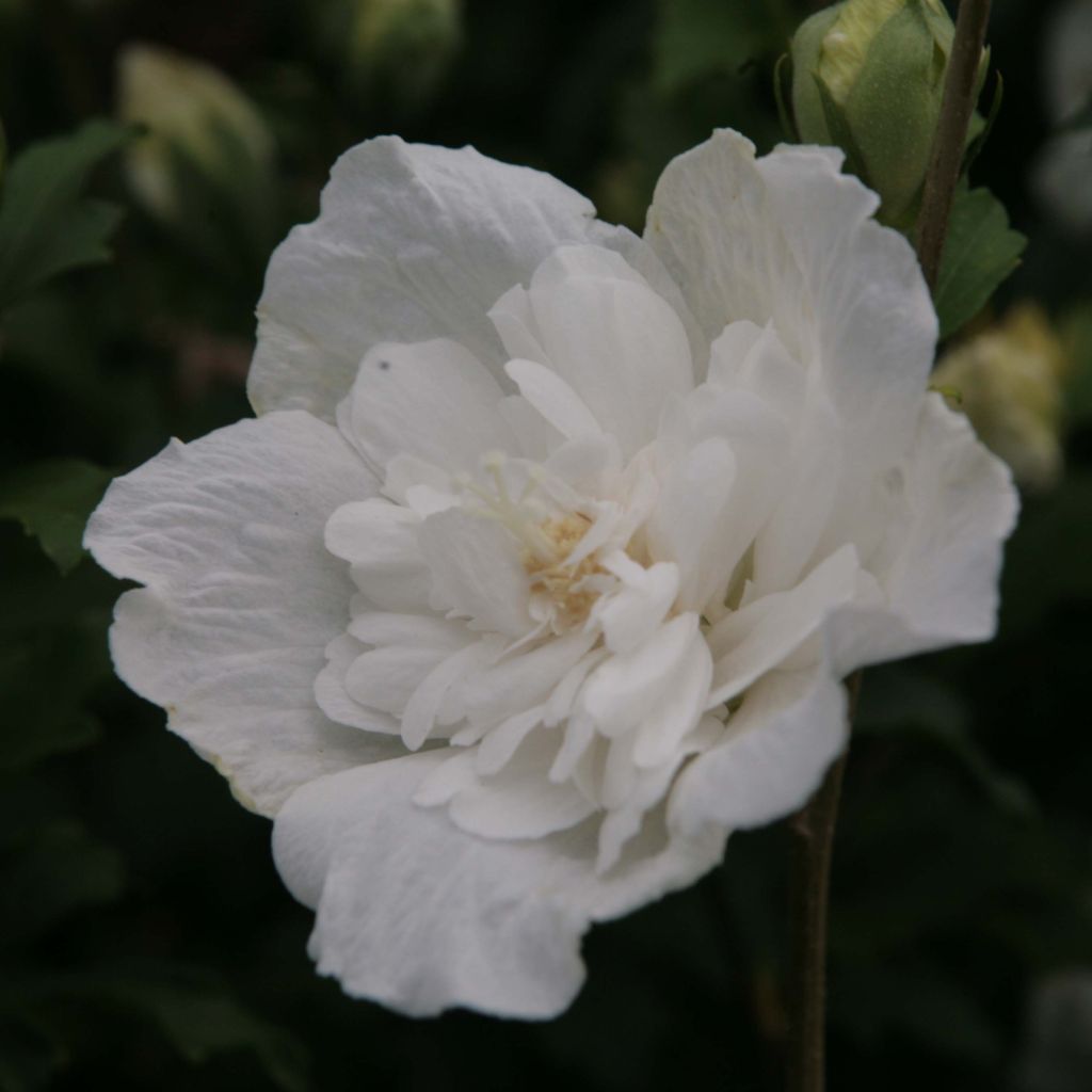 Altea White Chiffon - Hibiscus syriacus