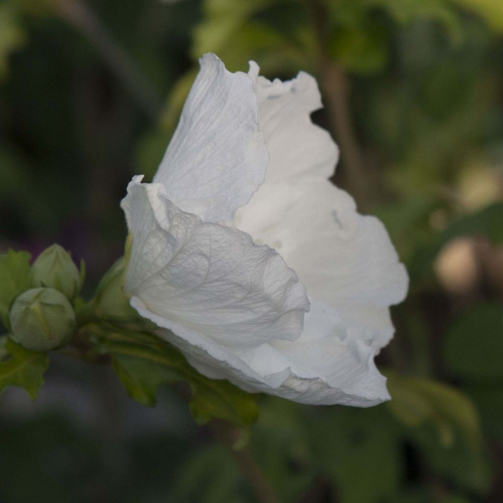 Altea White Chiffon - Hibiscus syriacus