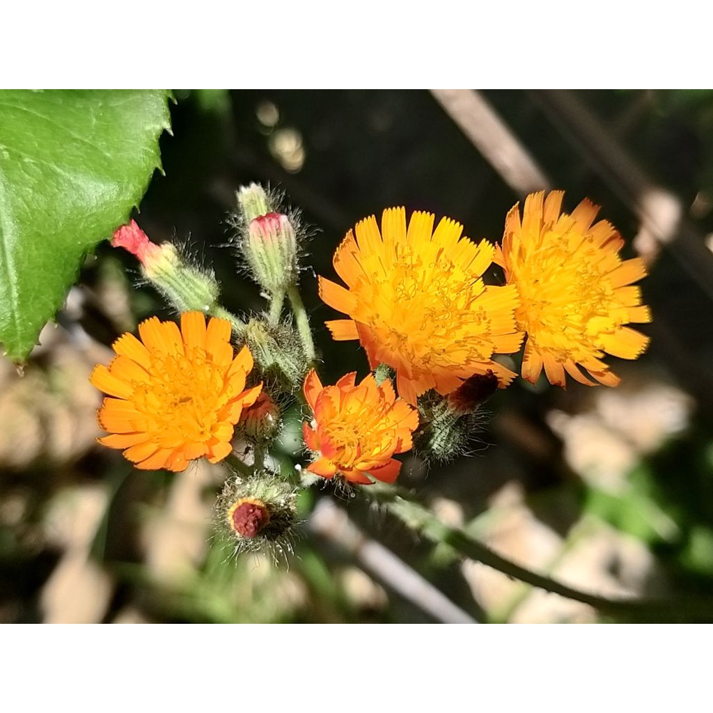 Hieracium aurantiacum - Halconera naranja