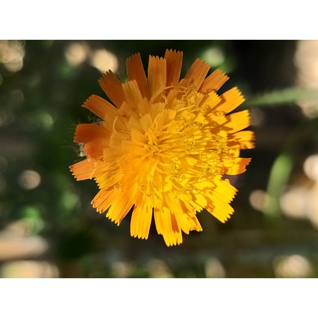 Hieracium aurantiacum - Halconera naranja