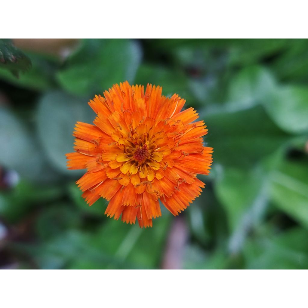 Hieracium aurantiacum - Halconera naranja