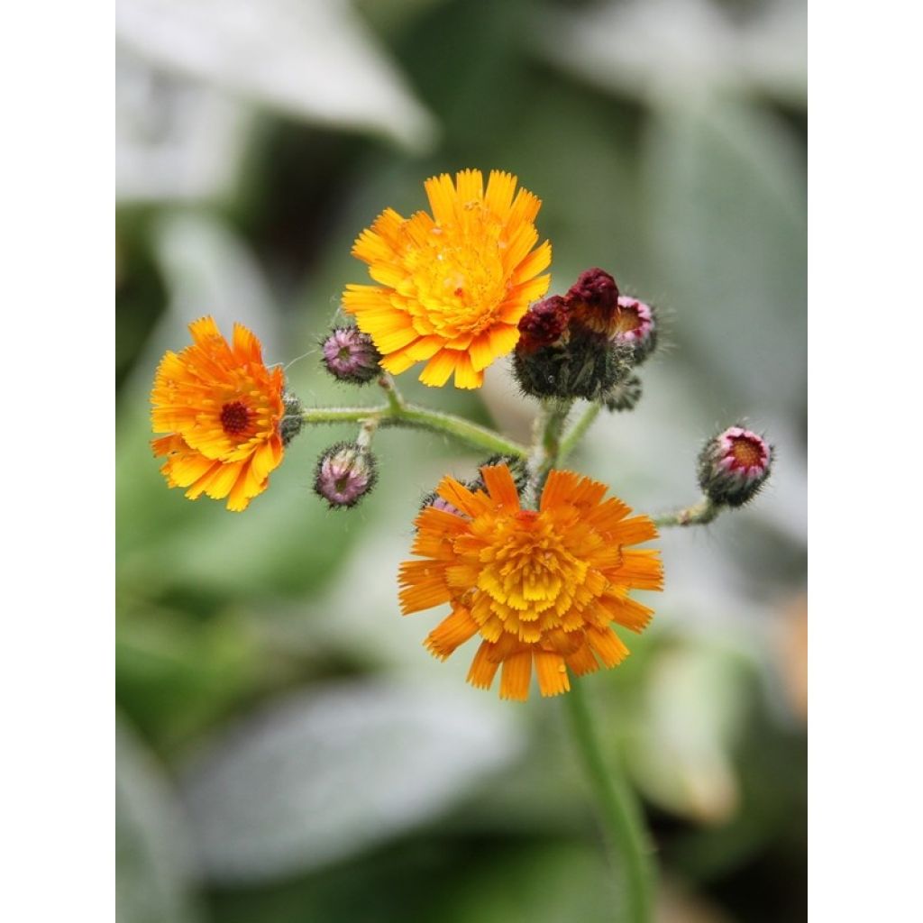 Hieracium aurantiacum - Halconera naranja