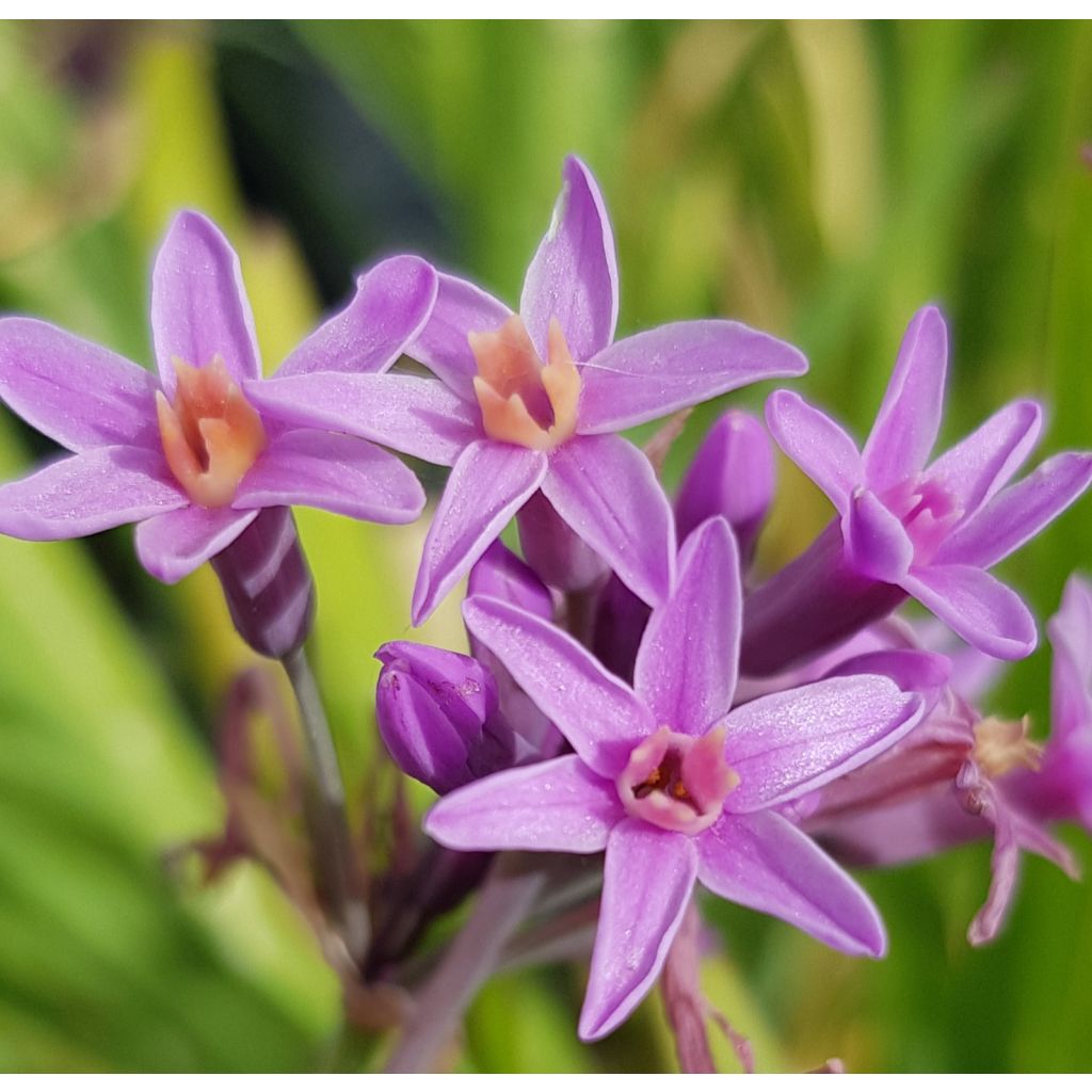 Tulbaghia violacea var. maritima simmleri Himba - Ajo social