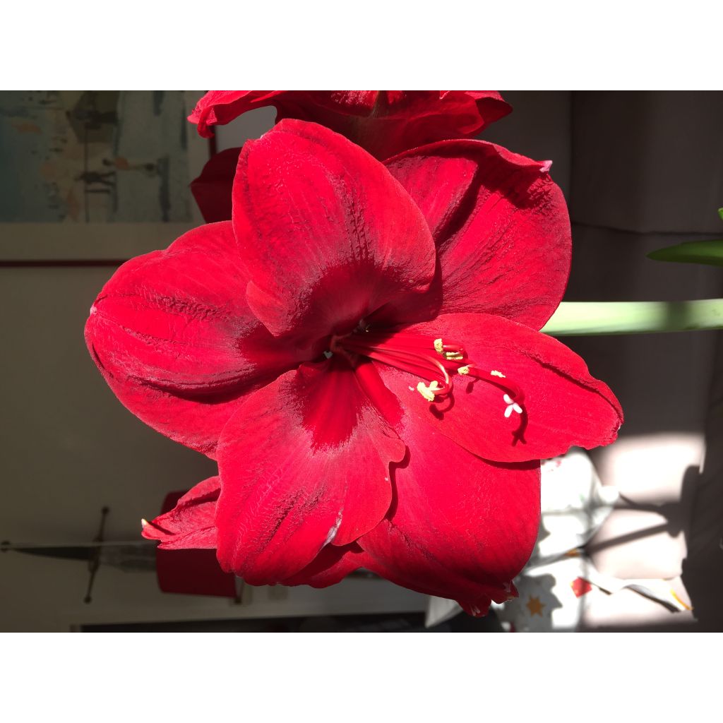 Amaryllis Benfica - Hippeastrum