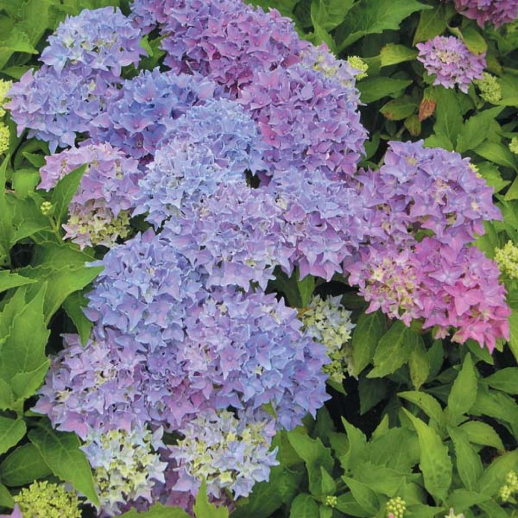 Hortensia Tovelit