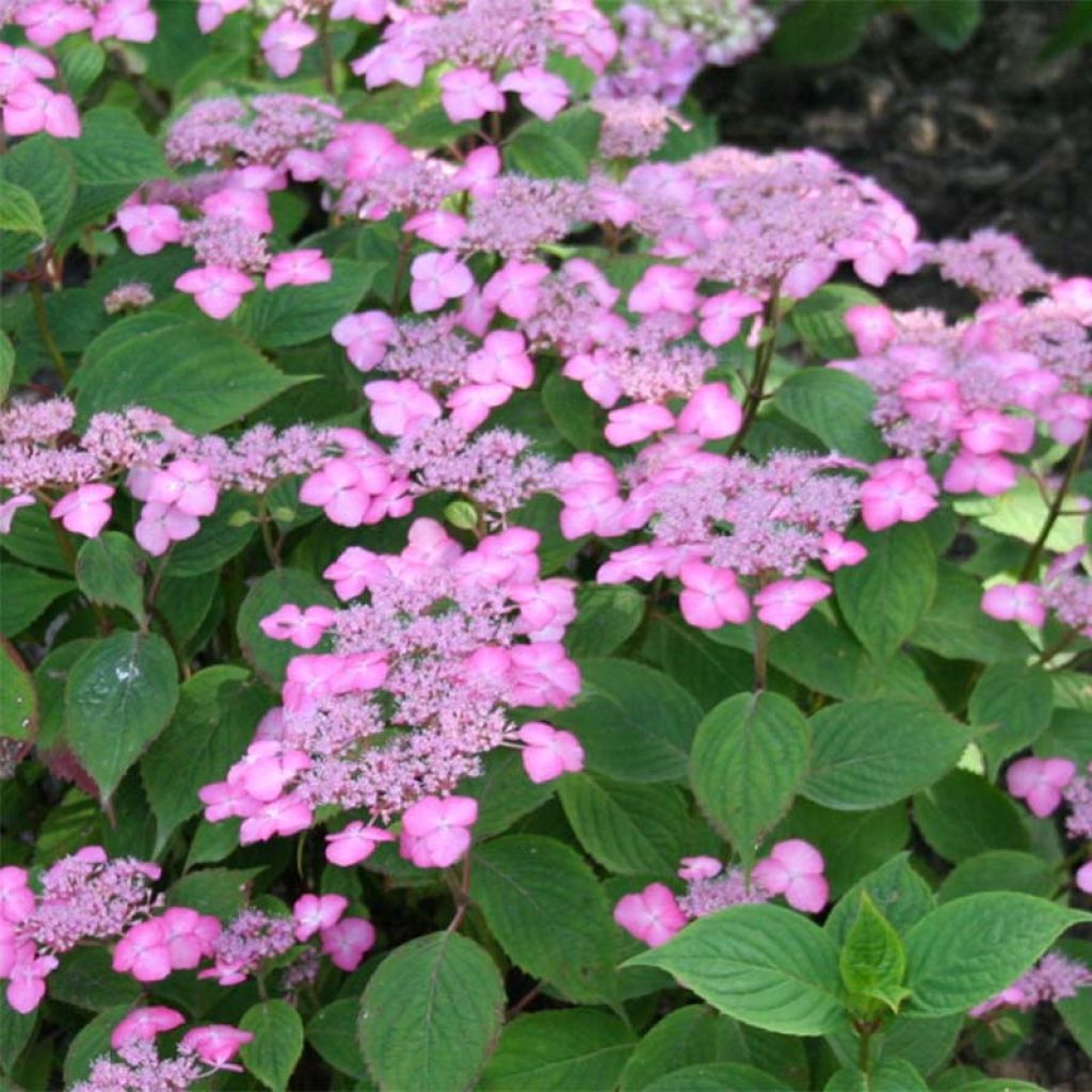 Hortensia serrata Avelroz - Hydrangea