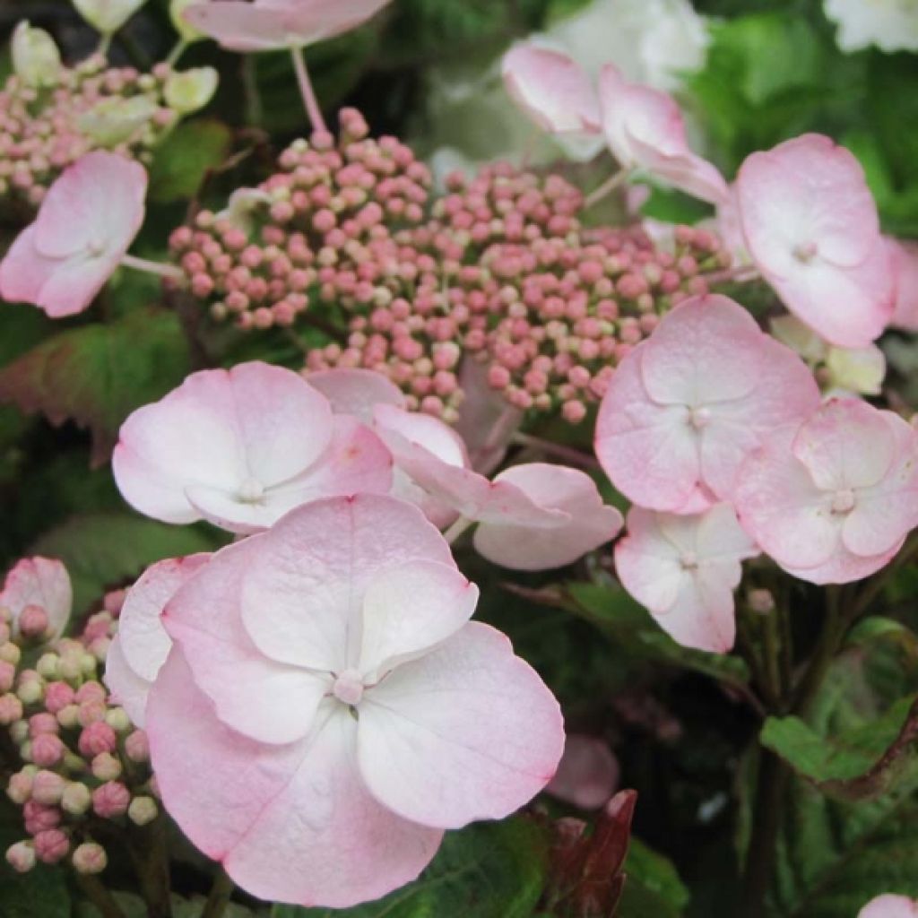 Hortensia - Hydrangea macrophylla Dolce Gipsy®