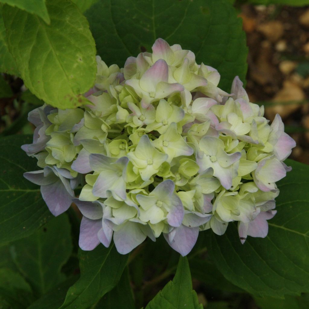 Hortensia macrophylla Generale Vicomtesse de Vibraye - Hydrangea