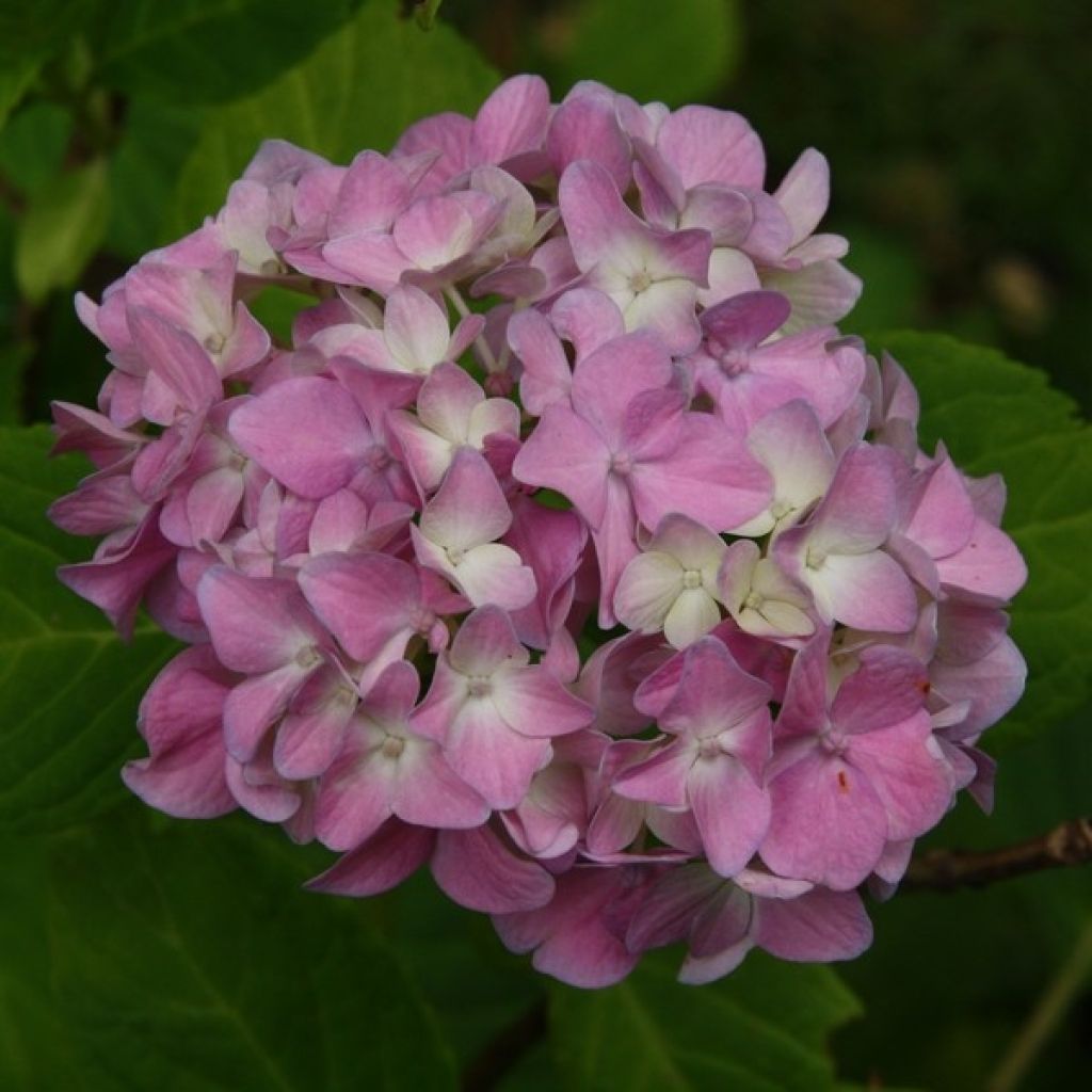 Hortensia macrophylla Generale Vicomtesse de Vibraye - Hydrangea