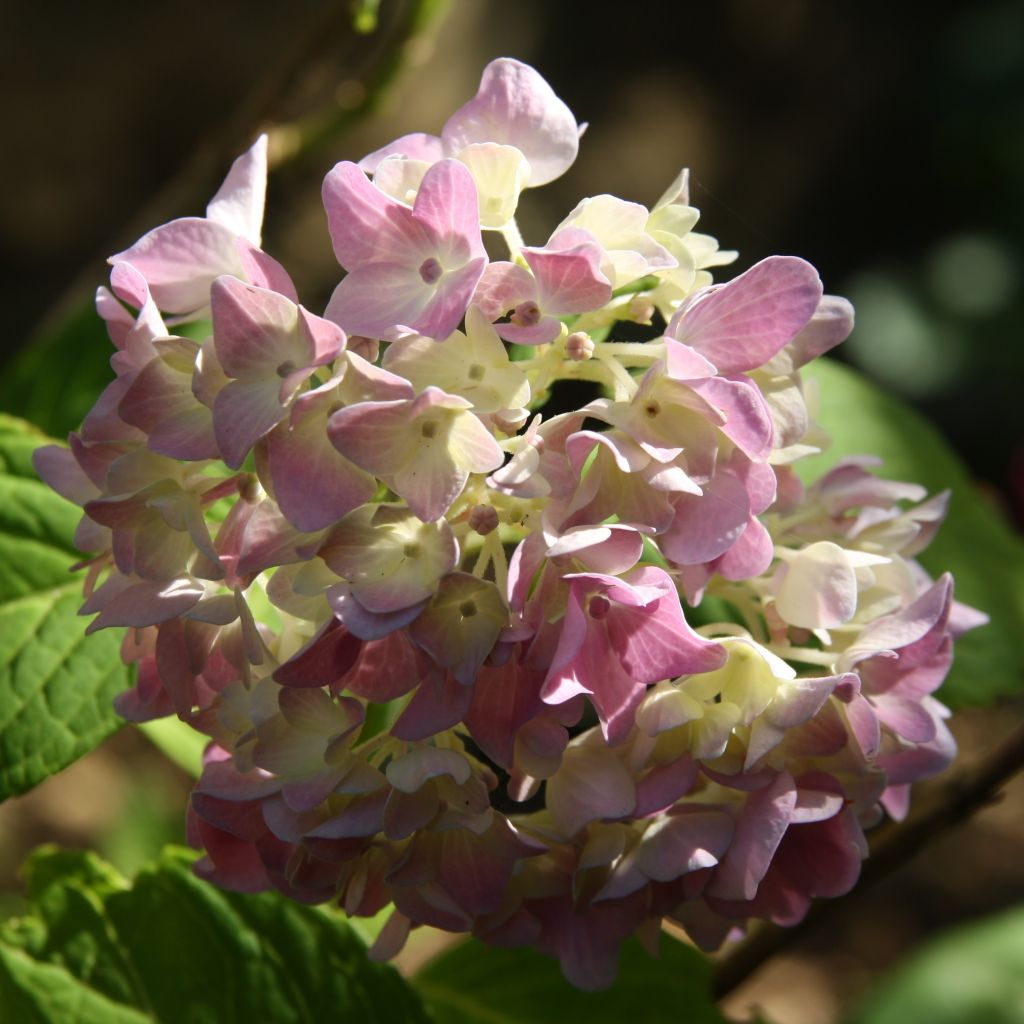 Hortensia macrophylla Generale Vicomtesse de Vibraye - Hydrangea