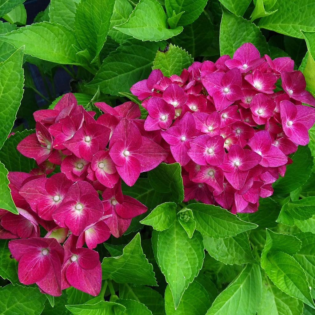 Hortensia macrophylla Green shadow - Hydrangea