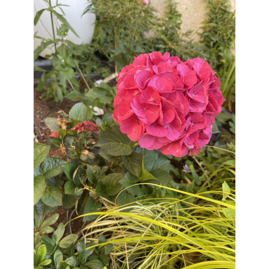 Hortensia macrophylla Julisa - Hydrangea