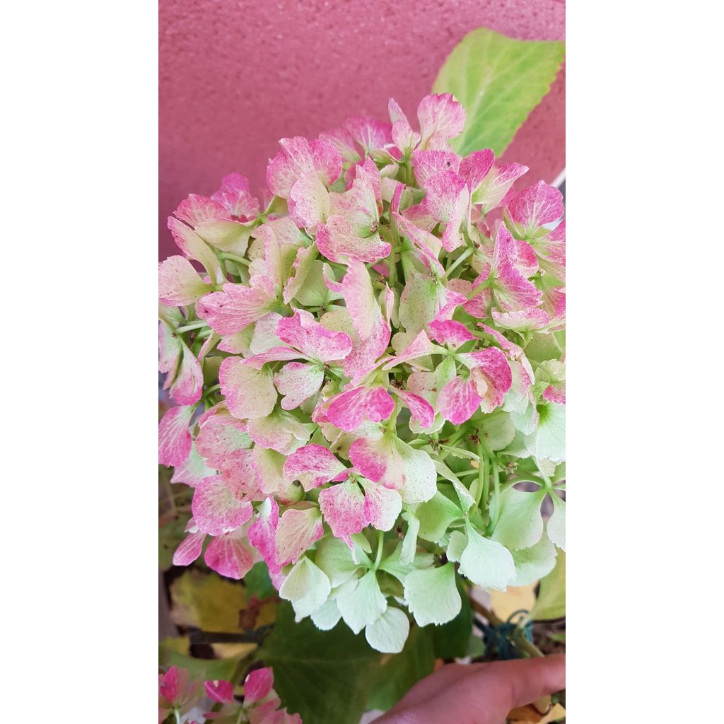 Hortensia macrophylla Magical Jade - Hydrangea