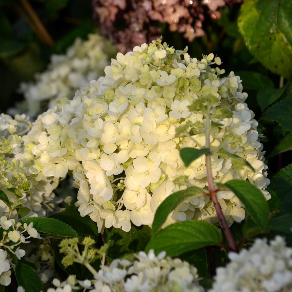 Hortensia paniculata Bobo - Hydrangea paniculata