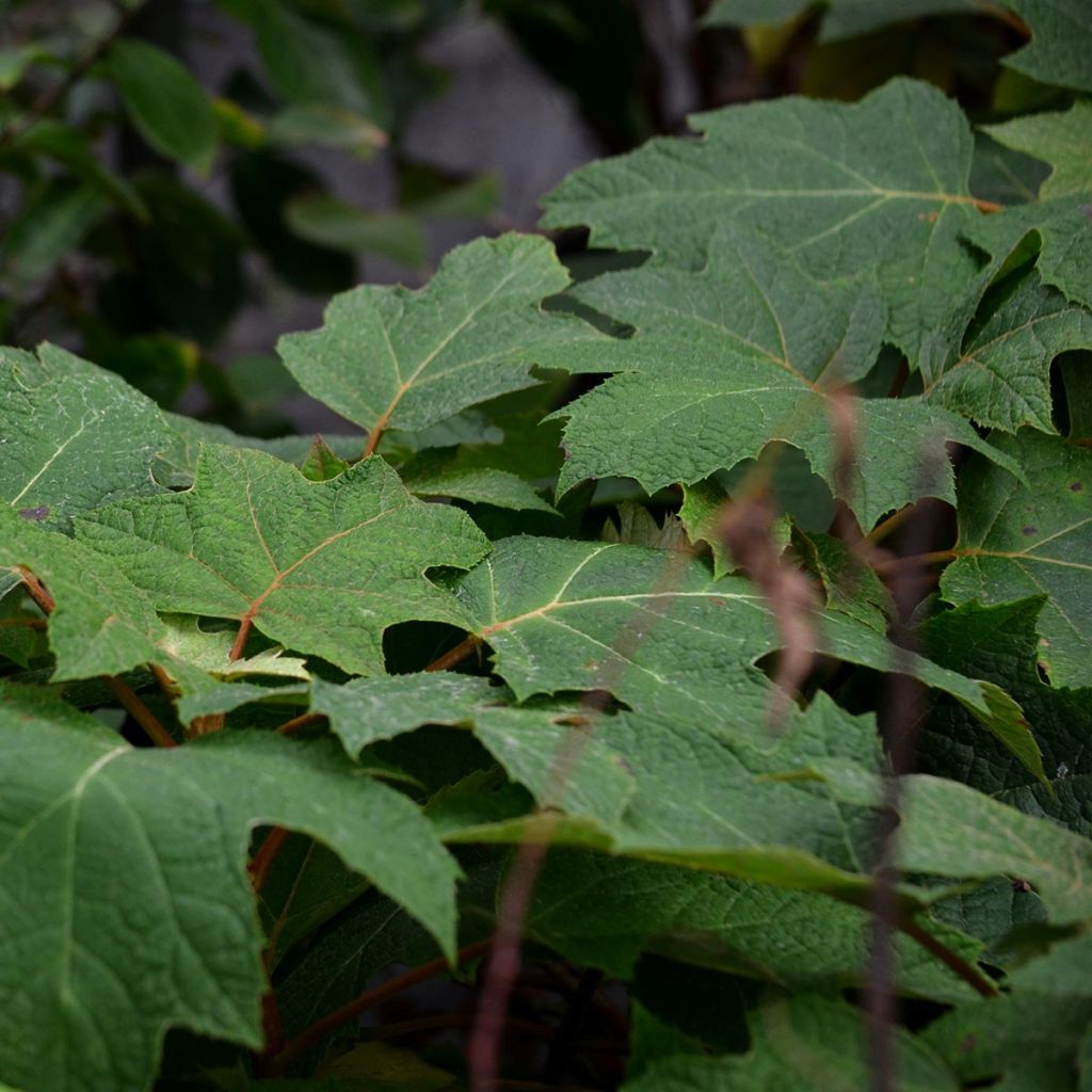 Hortensia - Hydrangea quercifolia Harmony