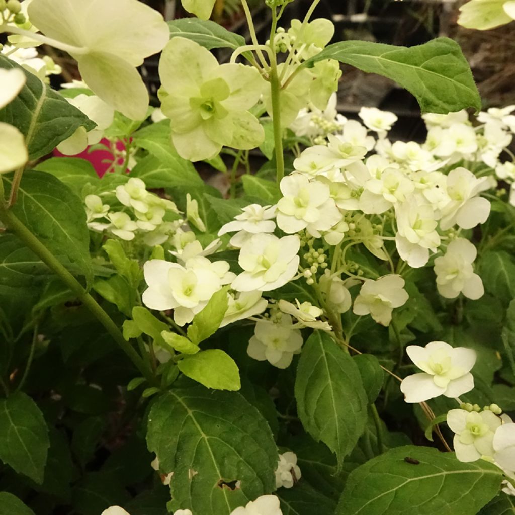 Hortensia serrata White on White - Hydrangea