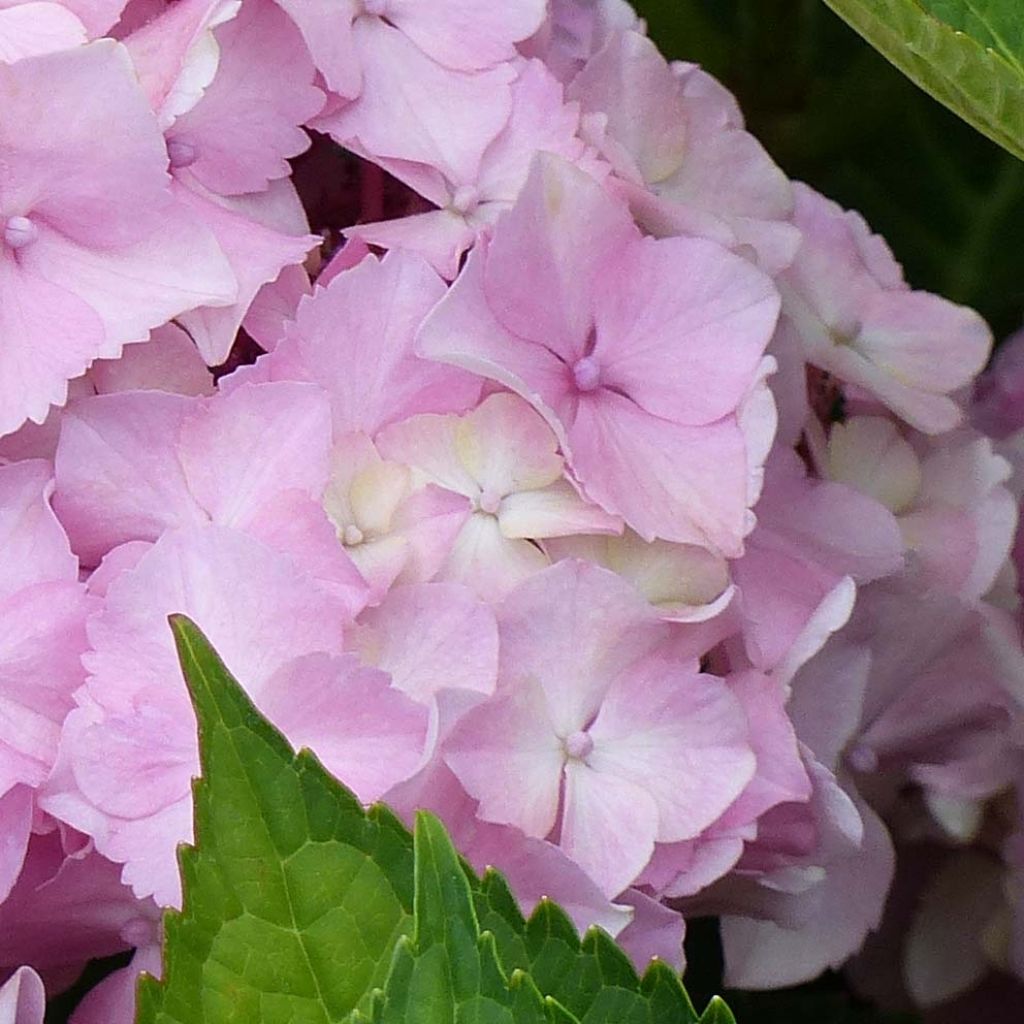 Hortensia macrophylla Magical Harmony - Hydrangea