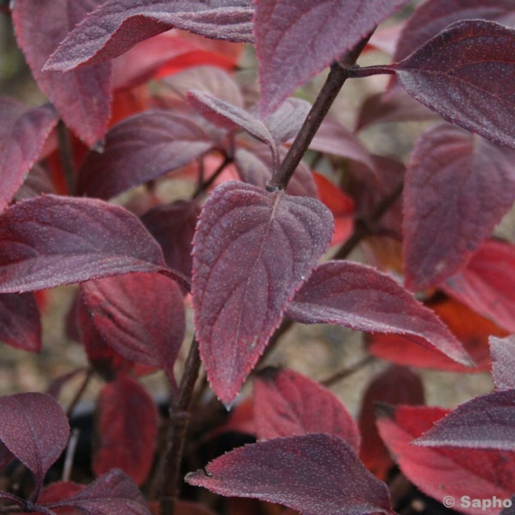 Hortensia paniculata Diamant Rouge - Hydrangea paniculata