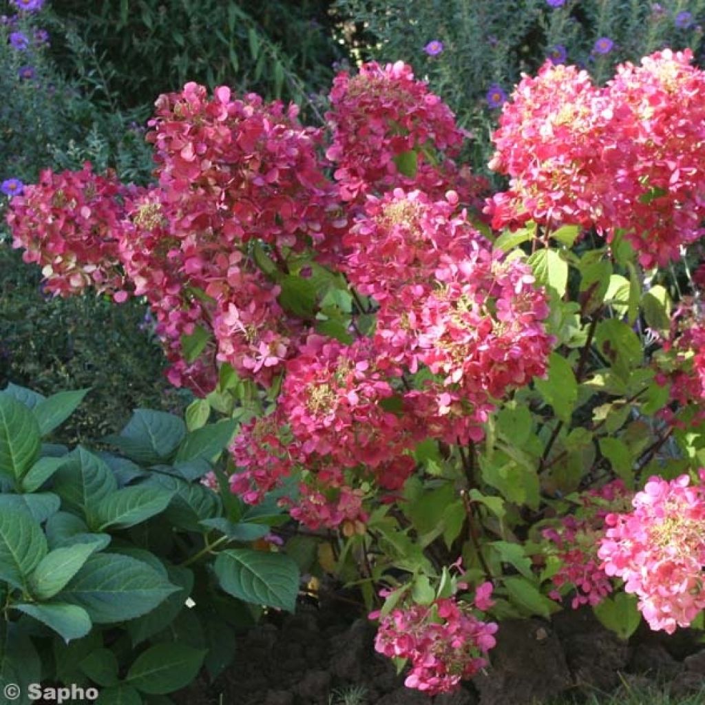 Hortensia paniculata Diamant Rouge - Hydrangea paniculata